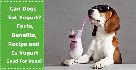 Can Dog Eat Yogurt